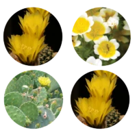 Keratin Kaktus Complex